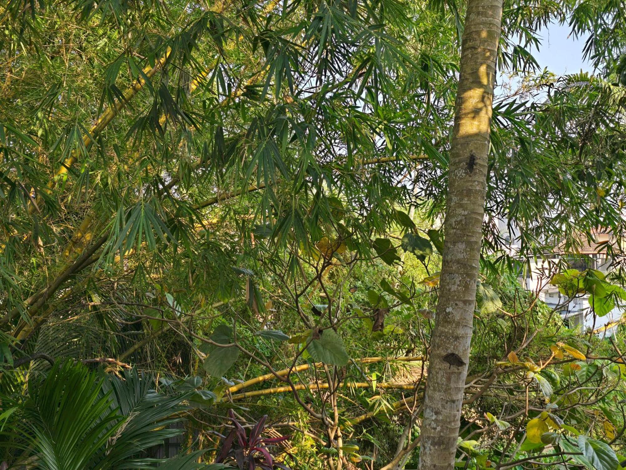 Bella Homestay Kerala Alappuzha Eksteriør billede